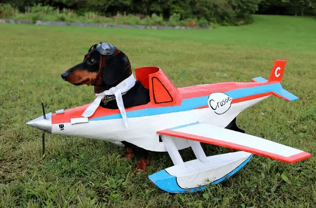 Dachshund in airplane costume while standing at the park