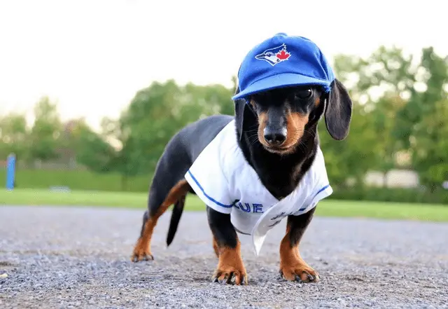 Dachshund in its baseball outfit while standing at the park
