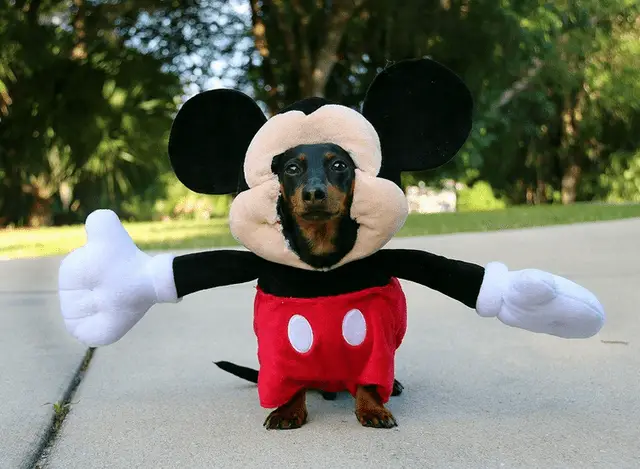 Dachshund sitting on the concrete in its mickey mouse costume