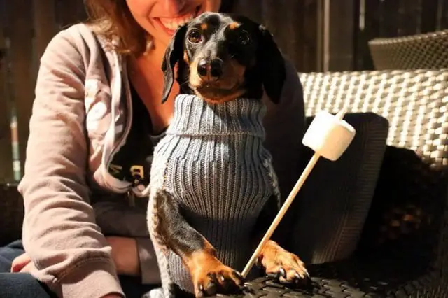 Dachshund wearing a blue sweater while siting on top of a woman's lap with a marshmallow on a stick in its hand