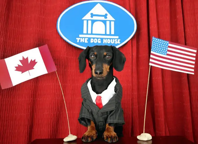 Dachshund in a business outfit standing behind the table in between the flag of Canada and USA, and with -