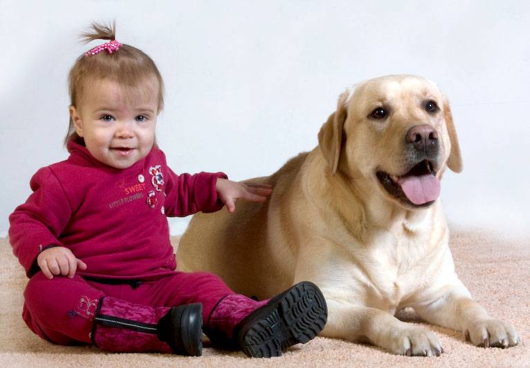 A yellow Labrador Retriever lying on the floor with a baby sitting next to it
