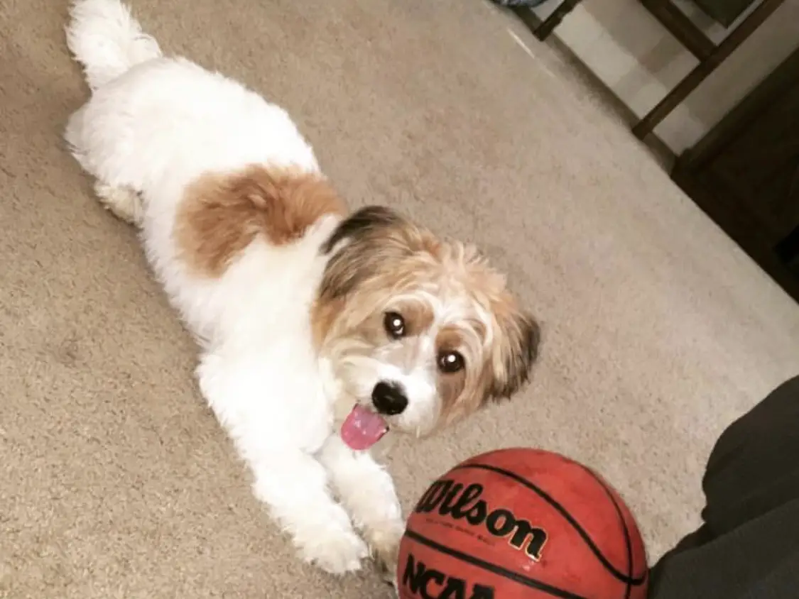 Jack Maltese lying down on the floor with a ball in front of him