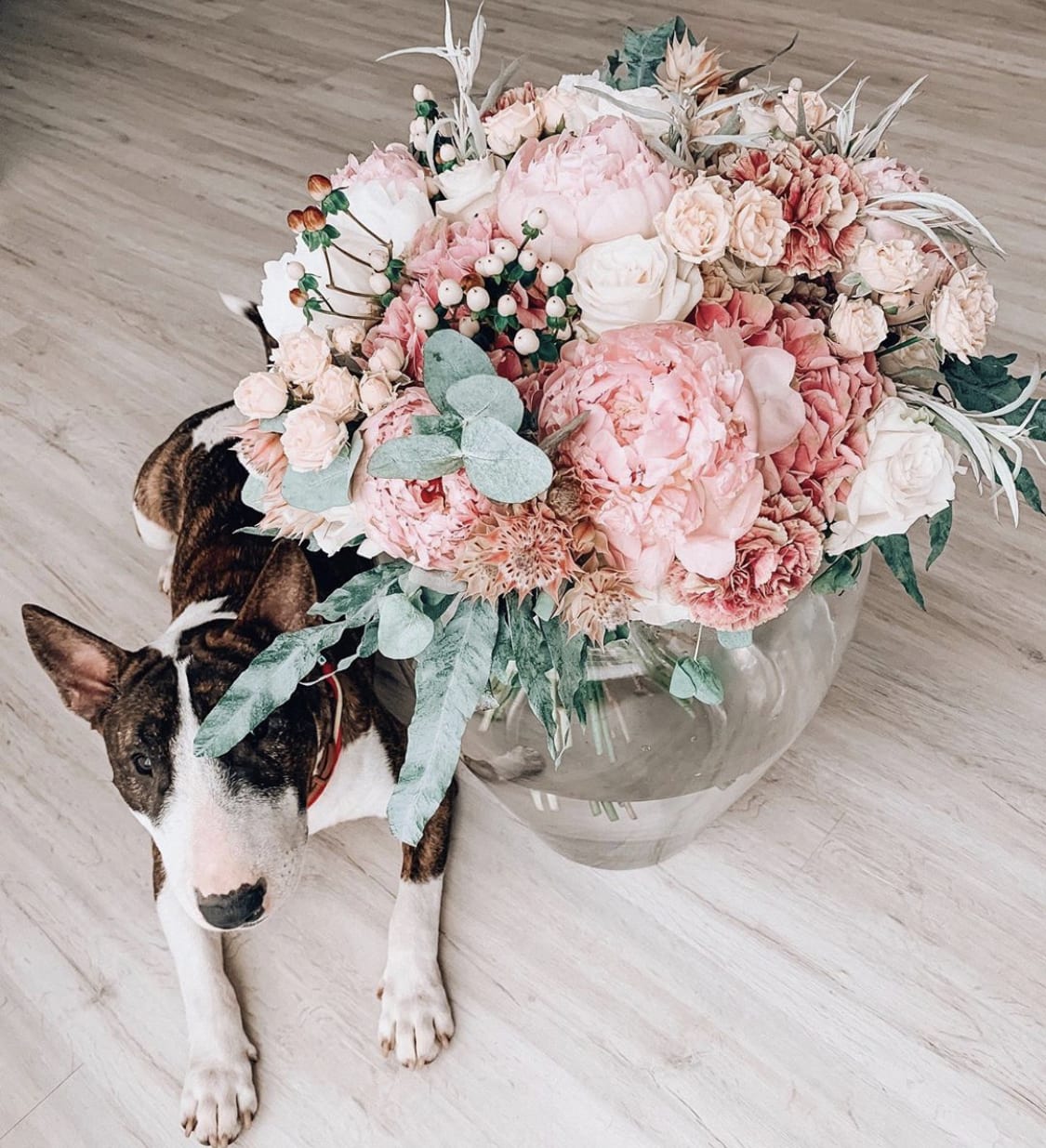 A Bull Terrier lying on the floor next to the bouquet of pink flowers on a vase