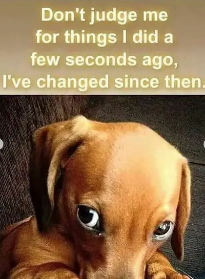 Dachshund staring with its innocent eyes photo with a caption 