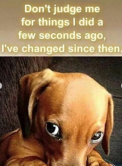Dachshund staring with its innocent eyes photo with a caption 