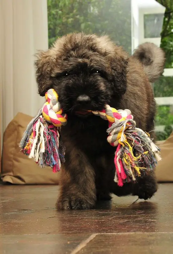A Bouviers Des Flandres puppy walking on the floor with a tug toy in its mouth