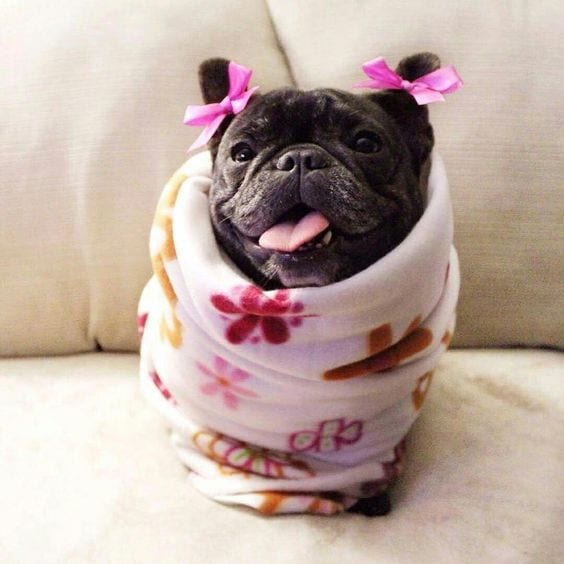 A French Bulldog wrapped in a blanket and wearing a purple ribbon on its ears while on the couch