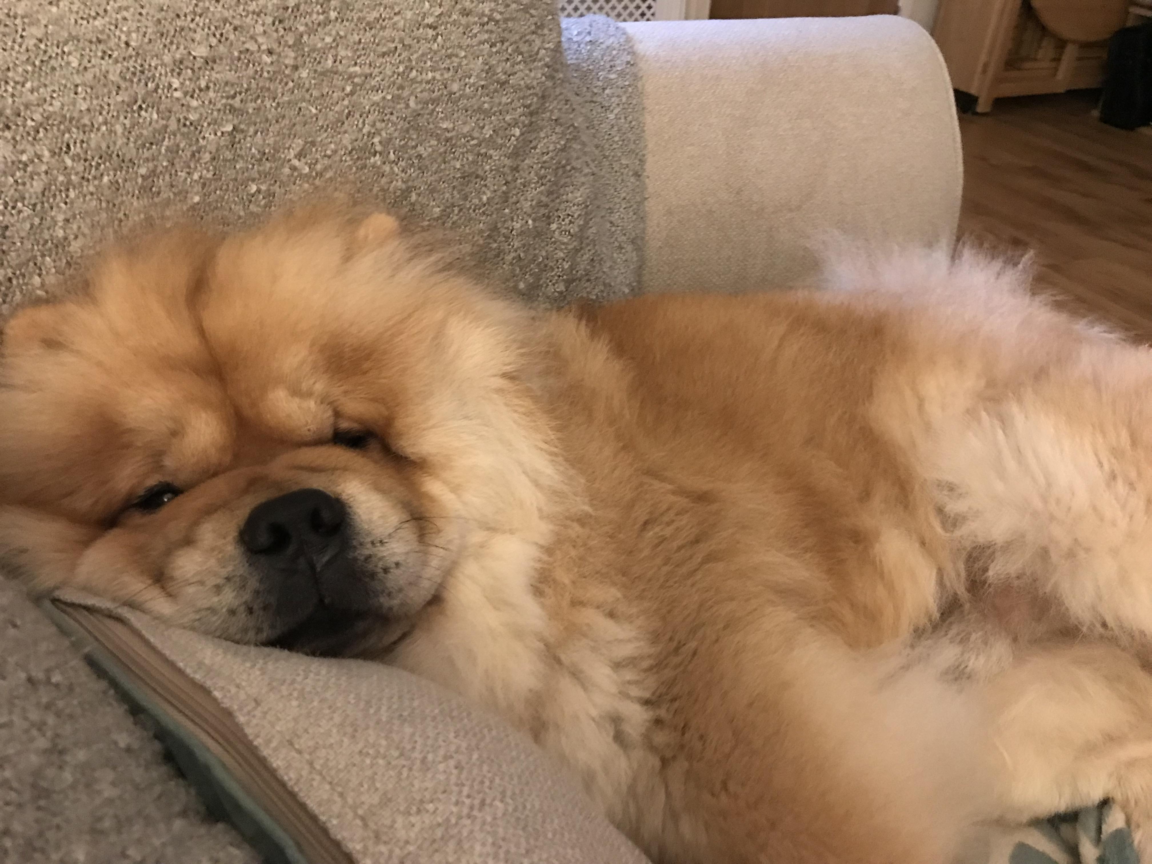 sleeping red chowchow lying in its side on the couch