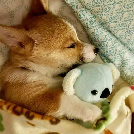 Corgi puppy sleeping on the bed with its koala stuffed toy