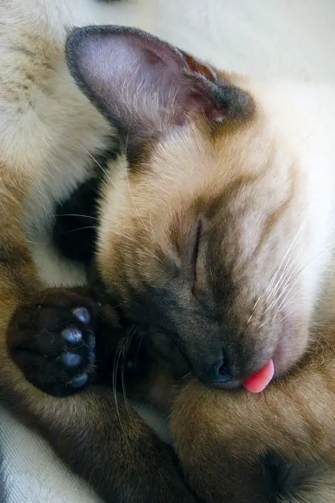 Siamese Cat sleeping with its small tongue sticking out