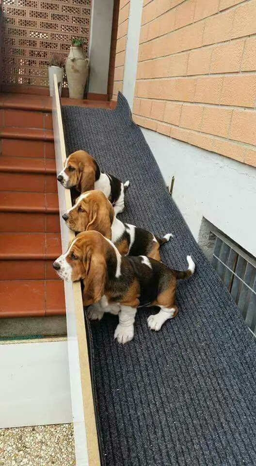Basset Hound dogs sitting on the hallway