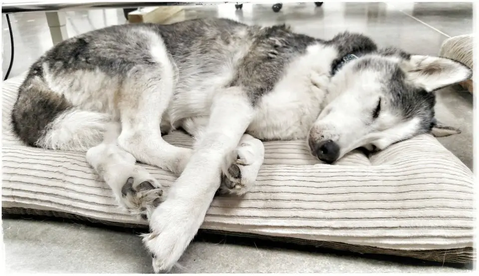A Siberian Husky sleeping on its bed