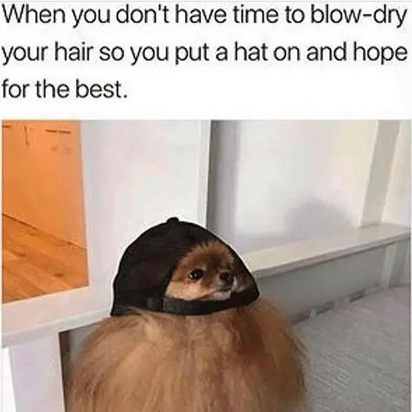 A Pomeranian wearing a hat and with caption - When you don't have time to blow-dry your hair so you put a hat on and hope for the best.