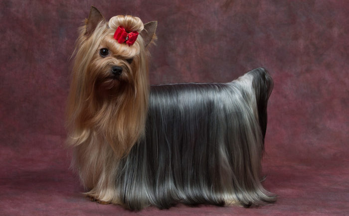 A Yorkshire Terrier with a long silky hair and a red bow tie on top of its head