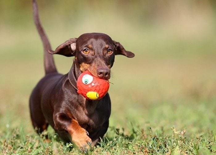A Dachshund walking in the field with a ball in its mouth