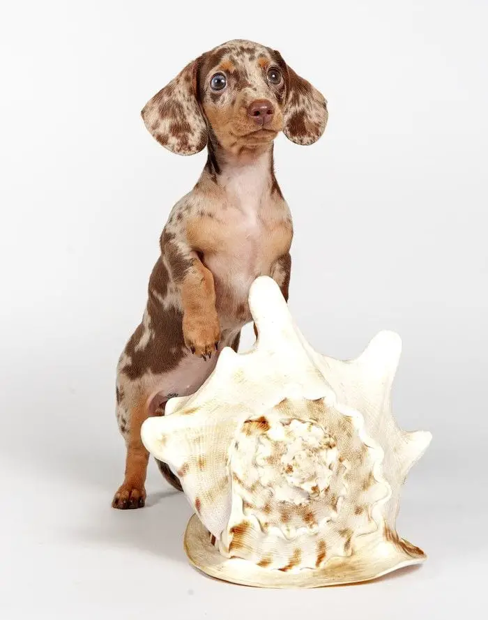  Dachshund puppy standing up behind the large seashell