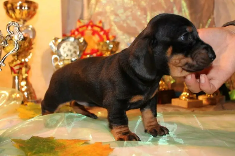 Dachshund puppy standing on top of the table while its face is being held by a man