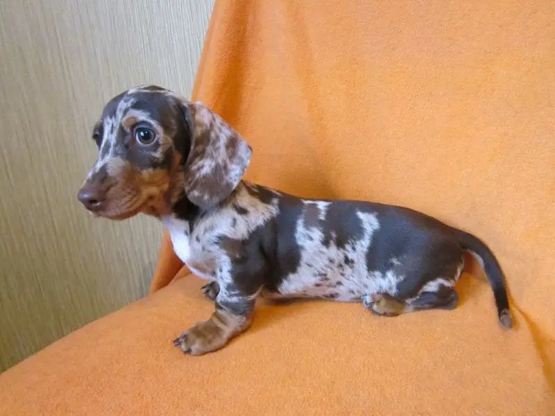 A Dachshund puppy sitting on the chair
