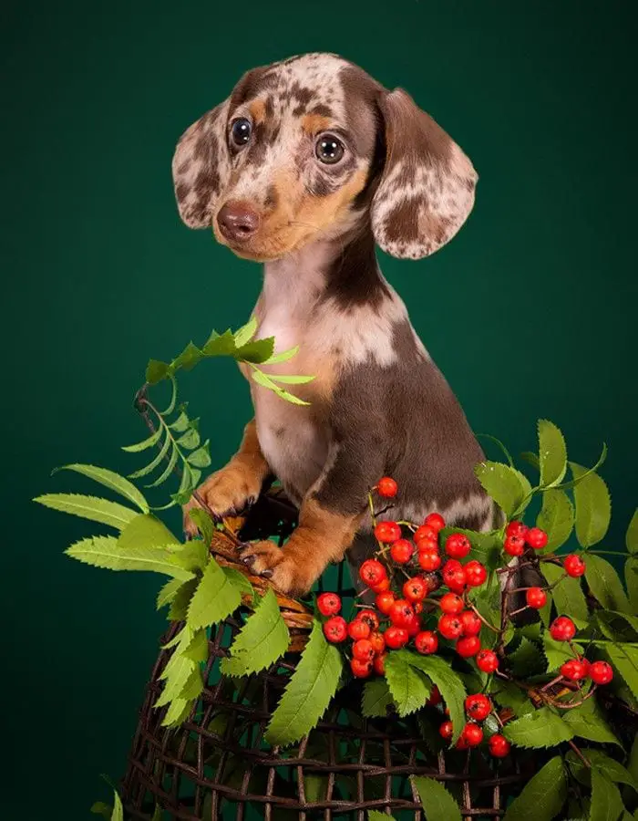 Dachshund puppy standing up inside a basket with a bunch of berries and leaves