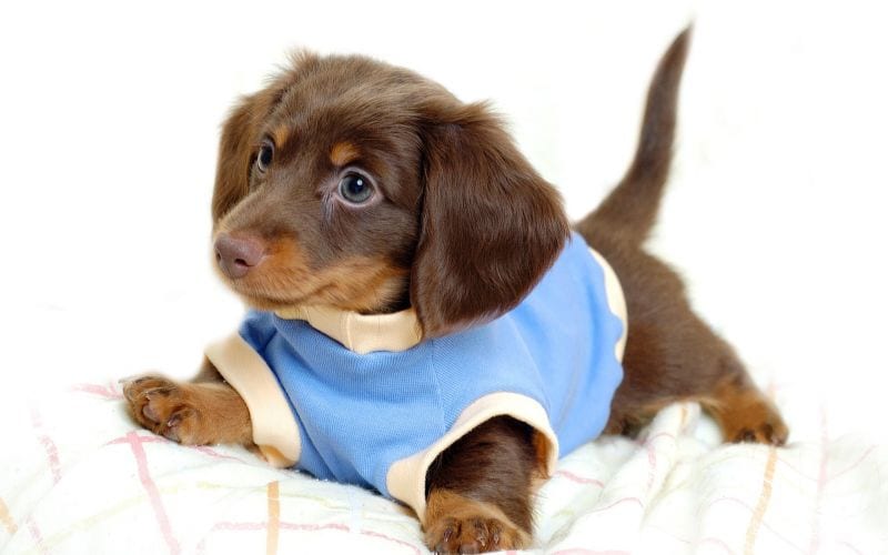 Dachshund puppy wearing a shirt while lying down in bed