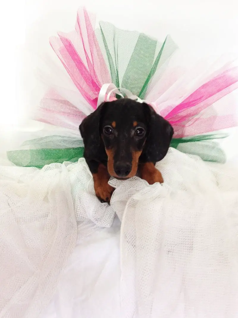 A Dachshund wearing a cute green and pink tutu while lying on the bed