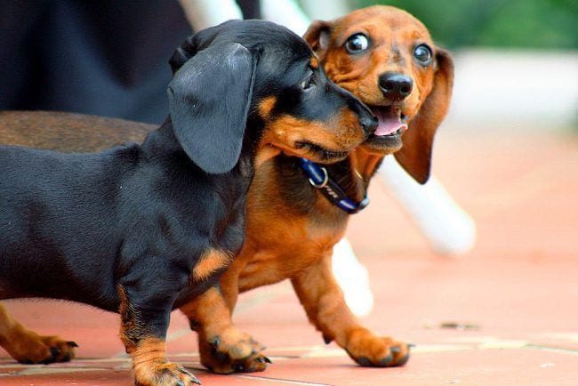 brown dachshund puppy standing on the floor while biting the nose of a black Dachshund puppy standing beside him