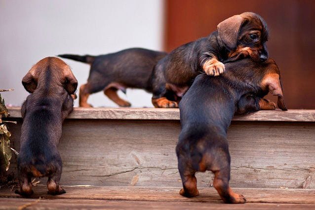 Dachshund puppies going up the stairs