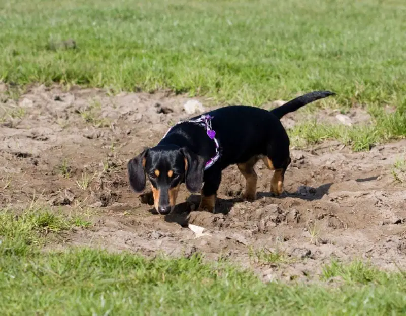 A Dachshund digging a hole in the ground