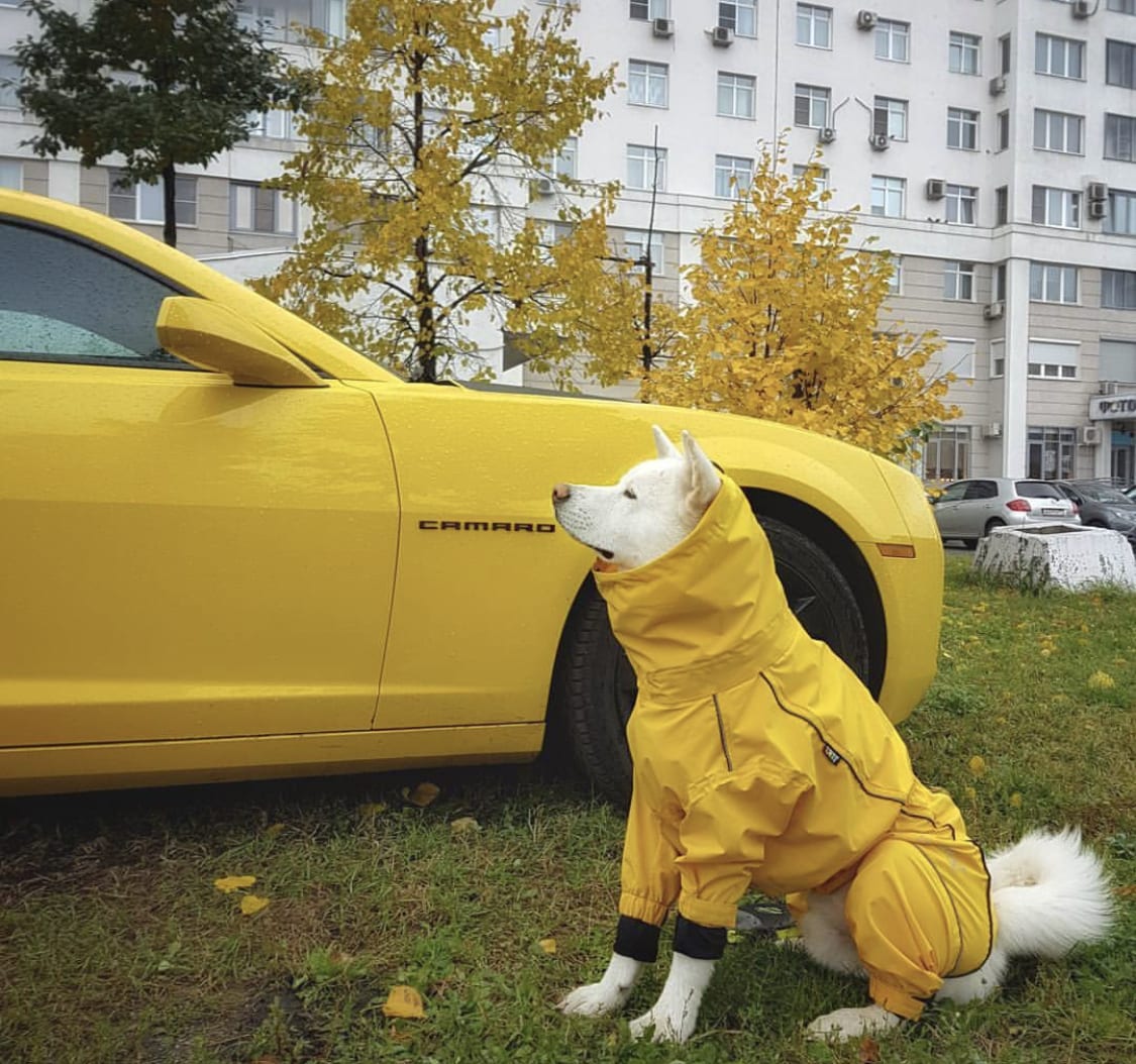An Akita wearing a yellow jacket sitting on the green grass in front of the yellow sports car