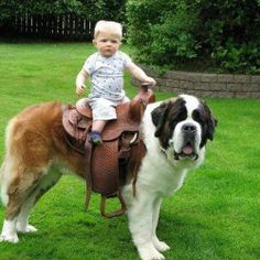 A toddler sitting on the back of a Saint Bernard in the yard