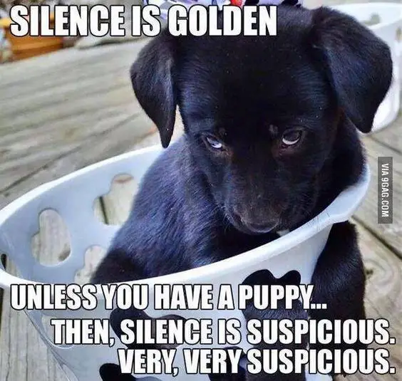 photo of a black Labrador inside the basket and with text - Silence is golden unless you have a puppy,,, then, silence is suspicious. very very suspicious.
