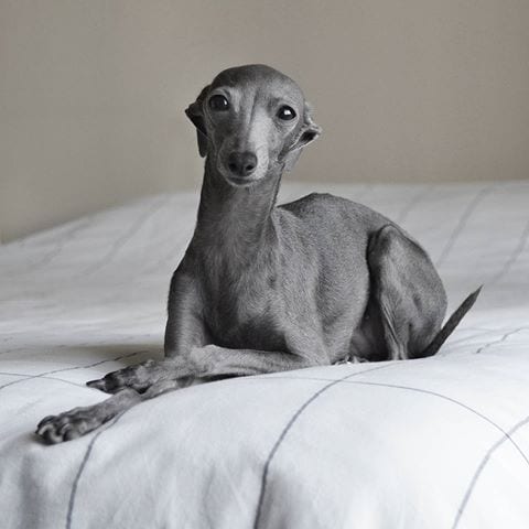 An Italian Greyhound puppy lying on the bed
