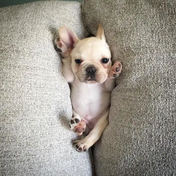 French Bulldog Puppy in between the pillows