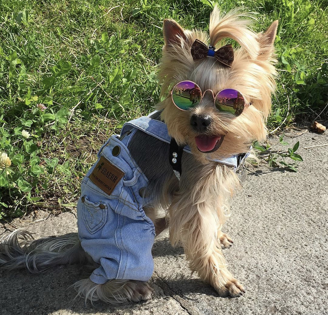 Yorkshire Terrier wearing a denim jumper and sunglasses while sitting on the concrete floor by the green grass