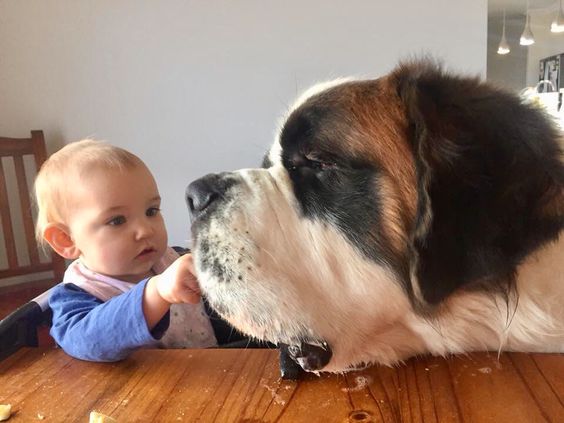 A Saint Bernard at the table with a toddler