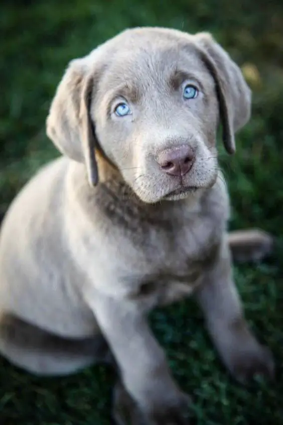 A gray Labrador puppy sitting on the grass