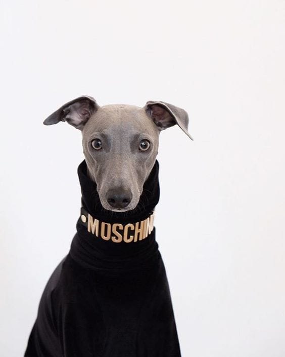 An Italian Greyhound wearing a turtle neck style jacket