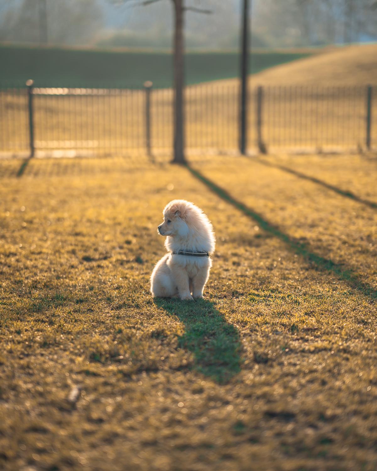 cream Chow Chow puppy sitting on the green grass while looking on its side