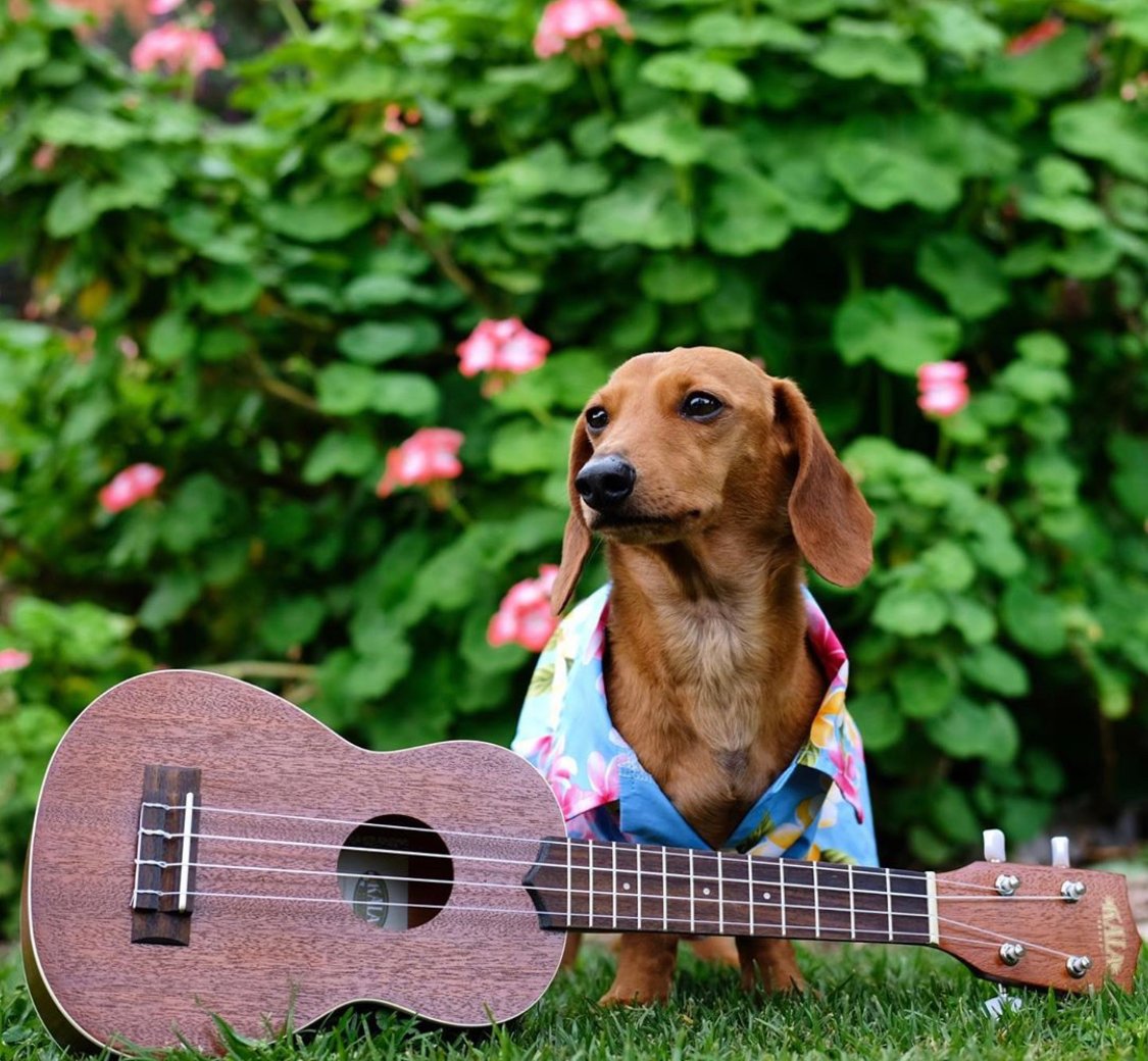 Dachshund in the garden wearing a floral polo shirt with a guitar in the grass