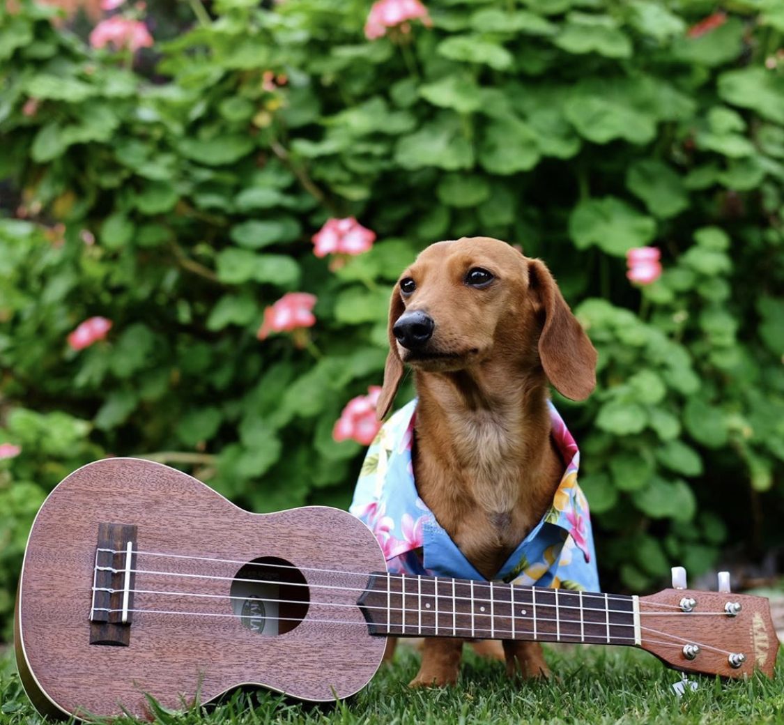 Dachshund in the garden wearing a floral polo shirt with a guitar in the grass