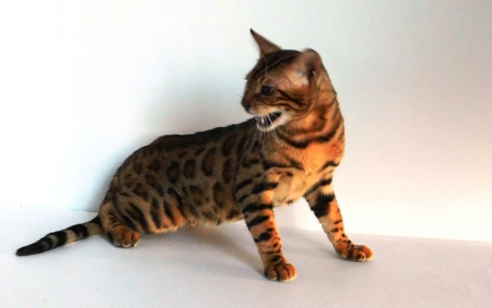 Bengal Cat sitting on the floor while looking back