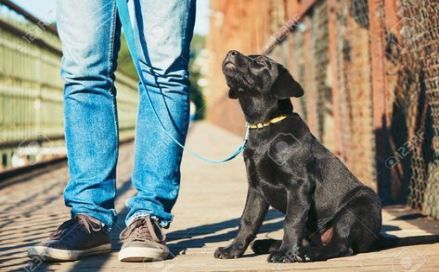 A black Labrador sitting on the pavement while staring up at the man standing in front of him on the bridge under the sun