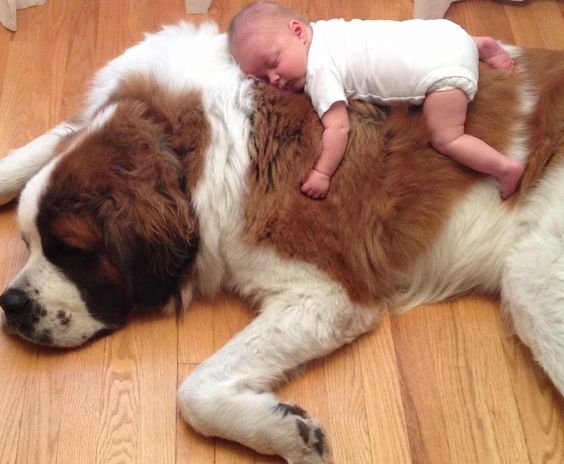 A Saint Bernard sleeping on the wooden floor with a baby sleeping on top of him