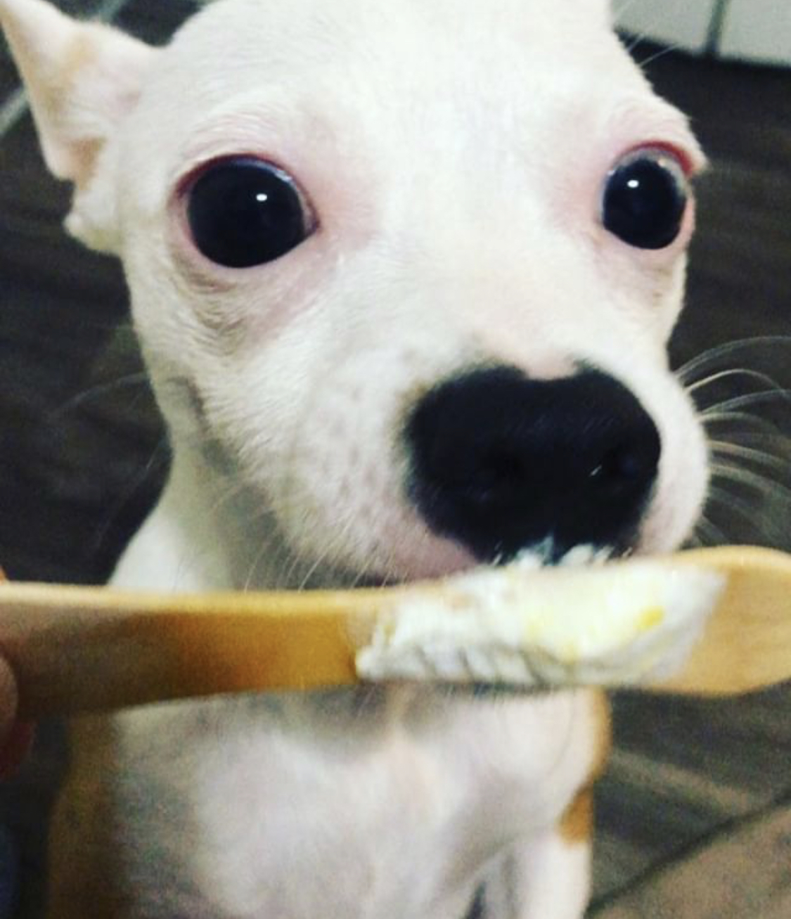 A Chihuahua licking an ice cream