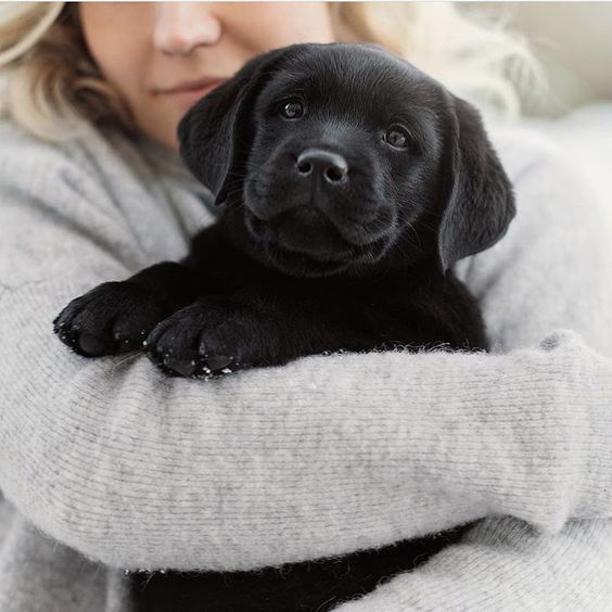 A black Labrador puppy in the arms of the woman