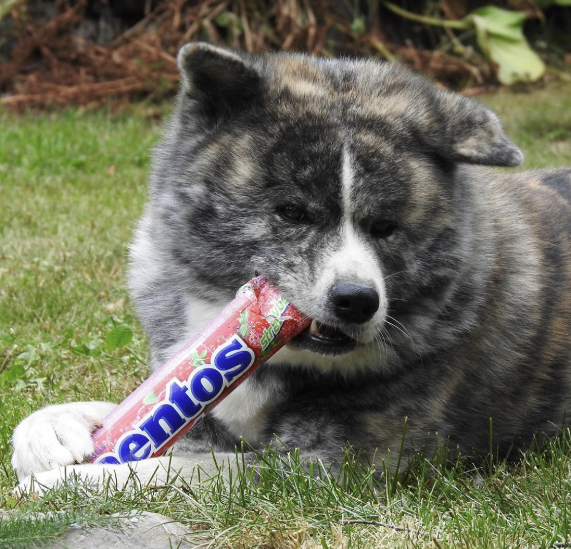 Akita Inu lying down on the green grass while biting a large mentos