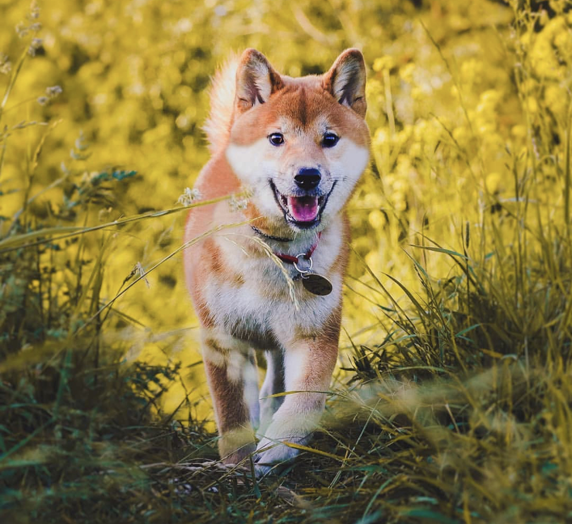 Akita Inu running in the middle of the forest