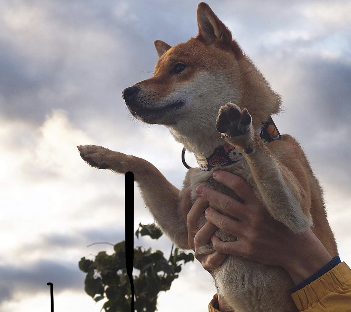 A Shiba Inu being held up against the sky