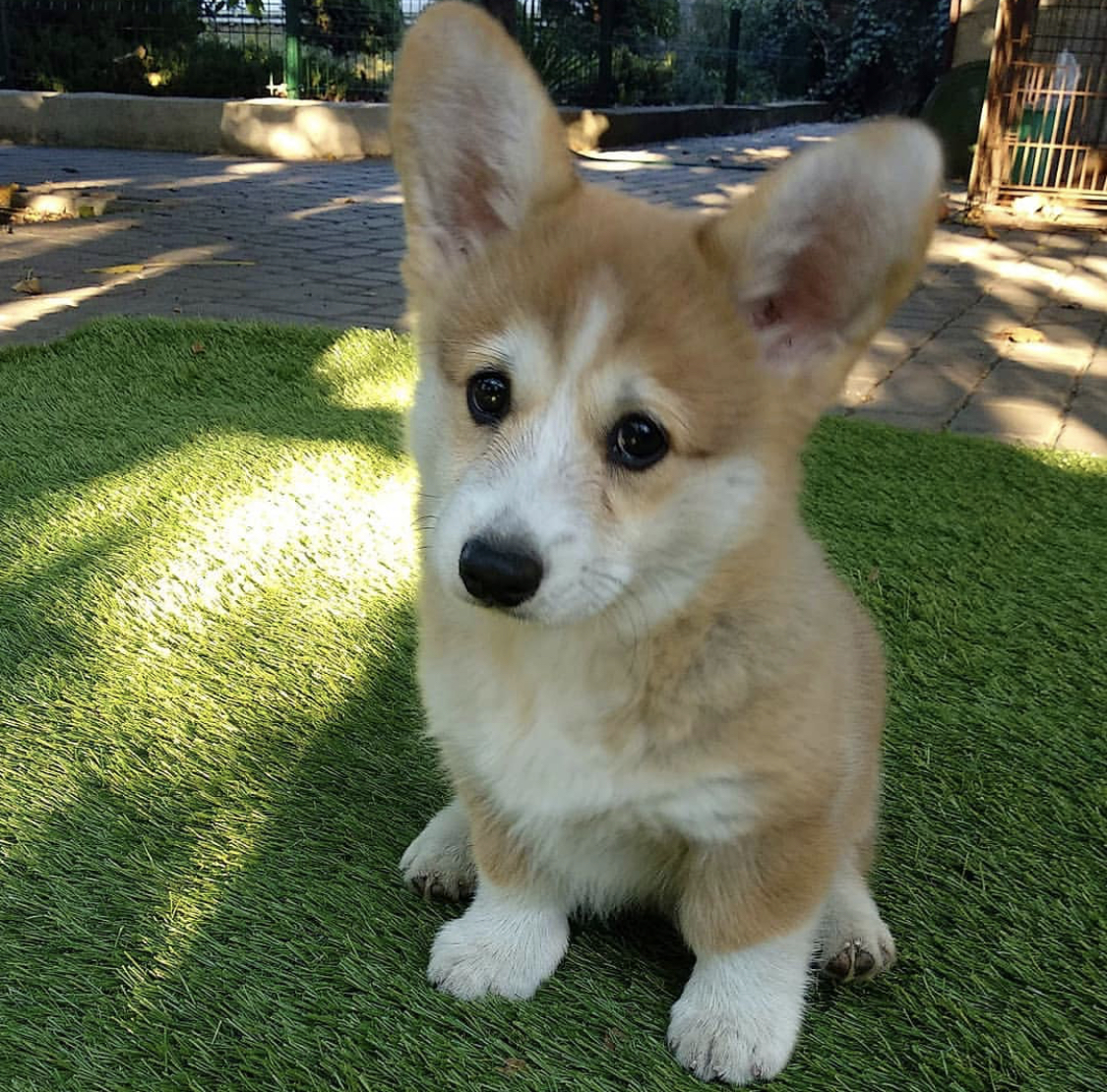 Corgi sitting on the green grass at the park